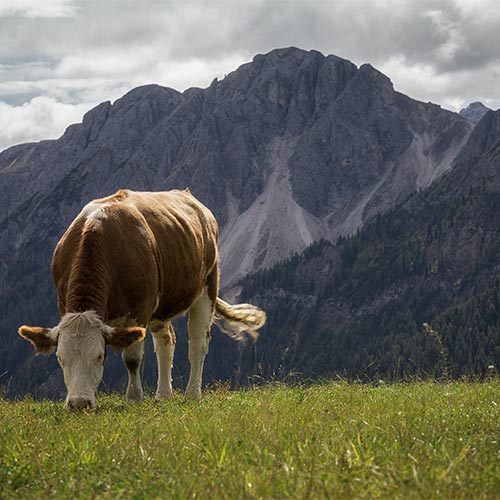 Die Baumgartenalm: Hütte und Berggasthof, Käsealm und Jausenstation im Mühlbachtal, Mühlberg 20 in 5733 Bramberg am Wildkogel, Oberpinzgau: Kuh aud der Alm